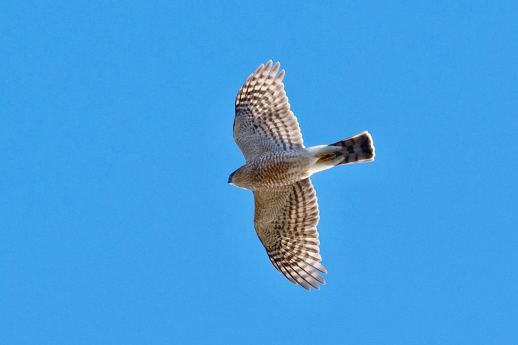 sharp-shinned hawk on wing ventral by russimages is licensed under CC BY 2.0.